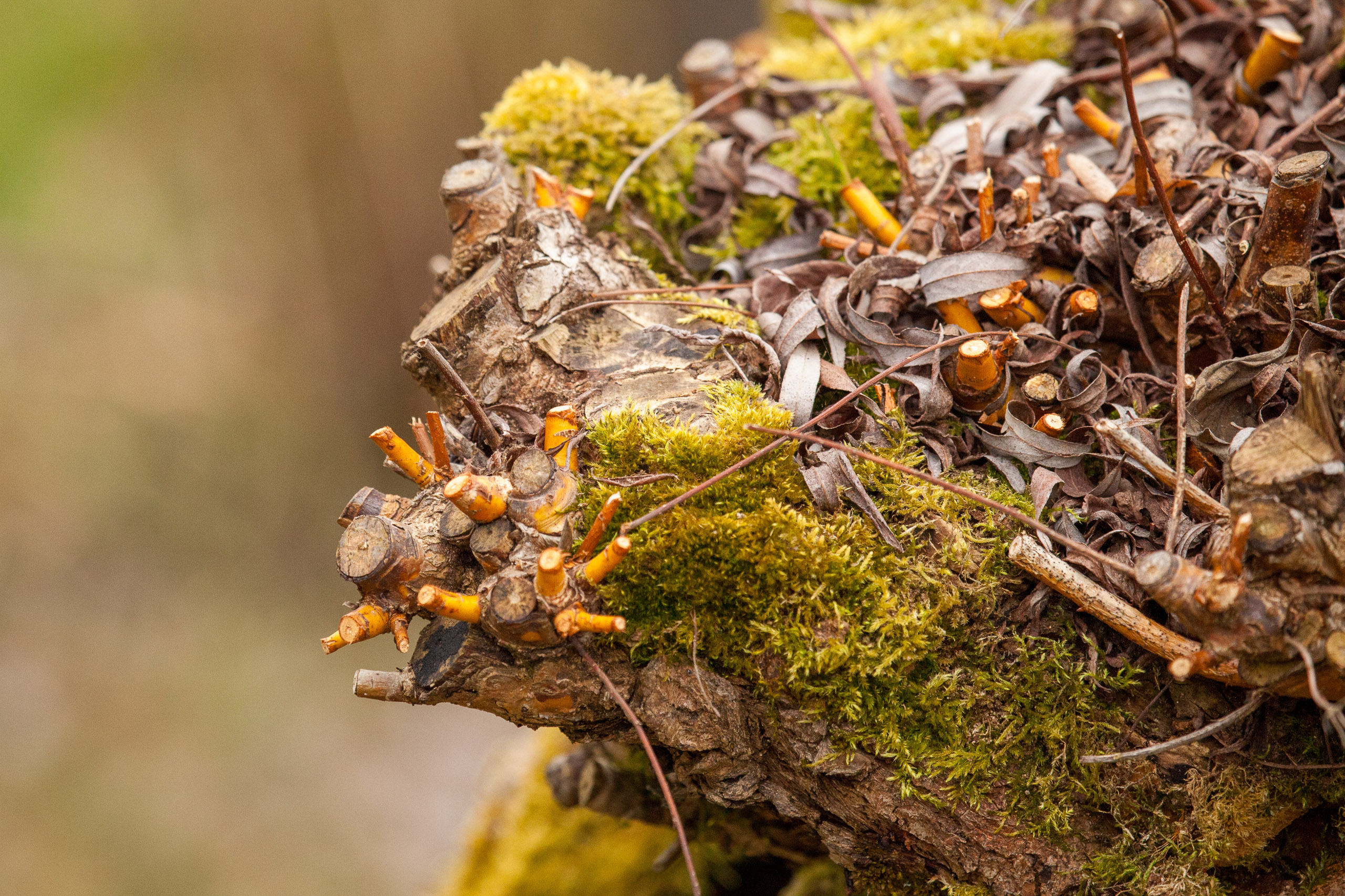 20110313164631 IMG 7402